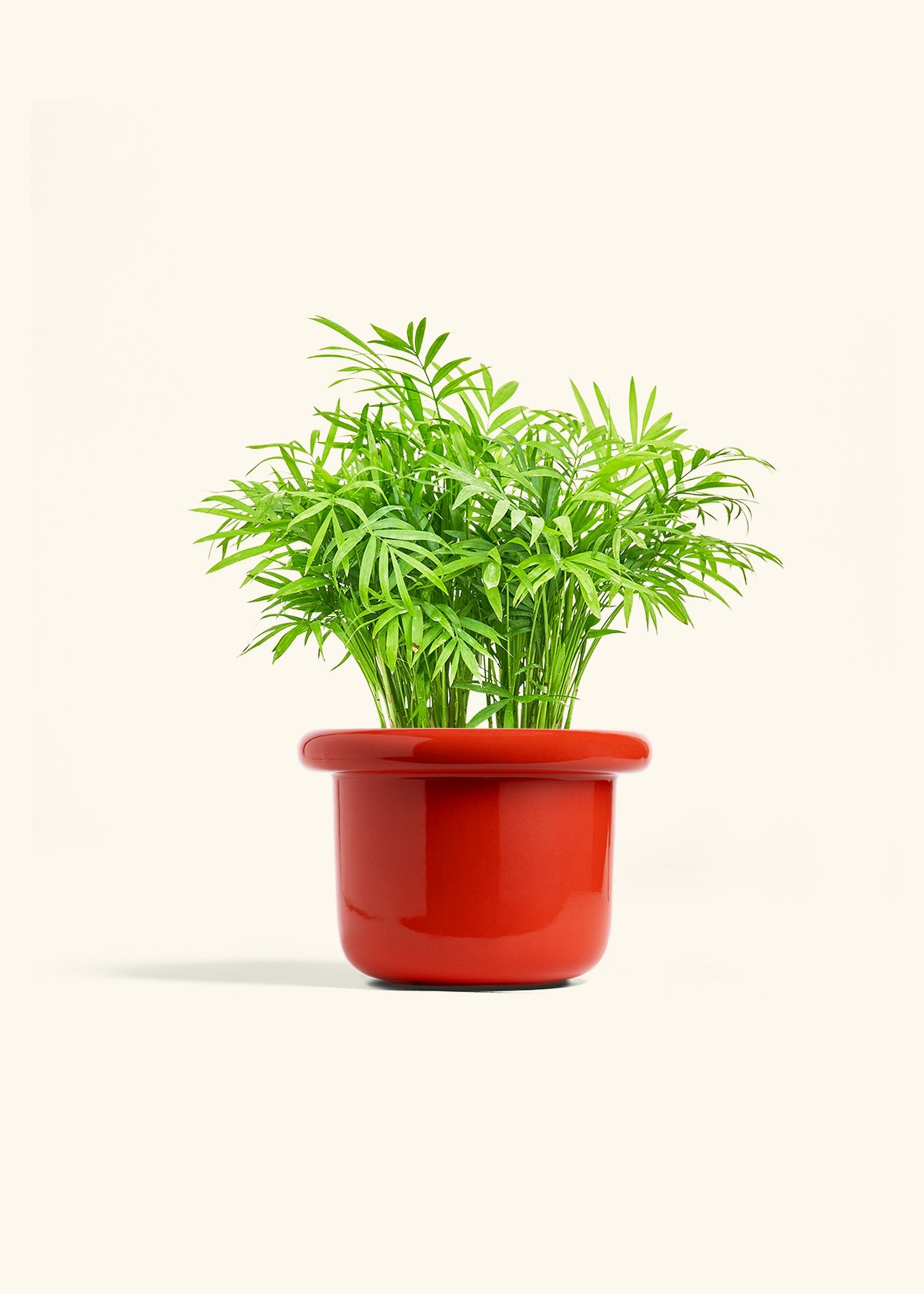 Parlor Palm in a 6 inches Fat Lip Red Planter 