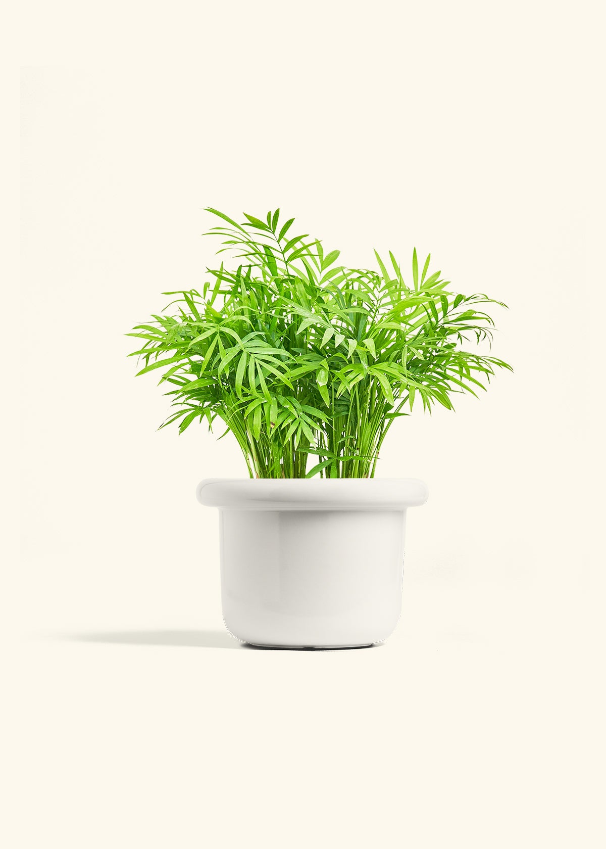 Parlor Palm in a 6 inches Fat Lip White Planter 