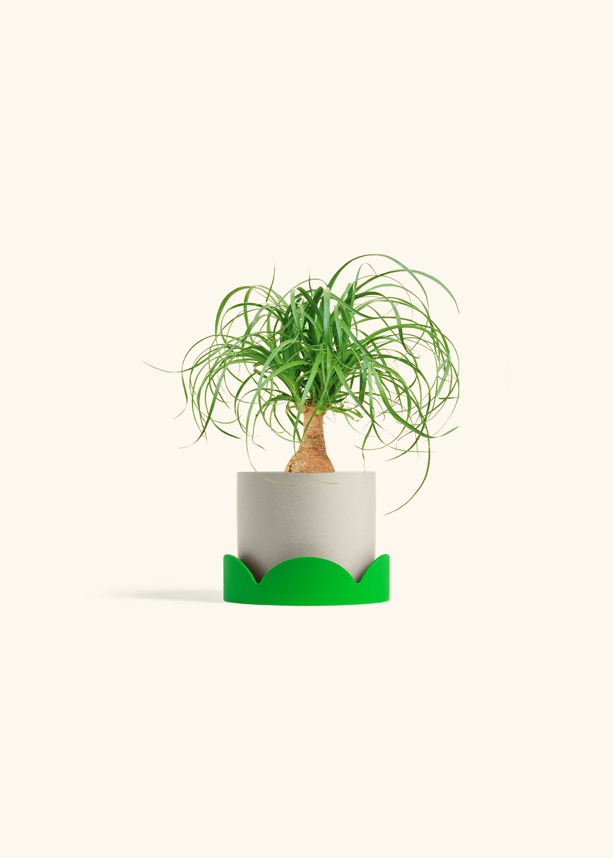 Ponytail Palm in a 4 inches Oat Classic Cylinder Planter in a Shamrock Petal Drip Tray