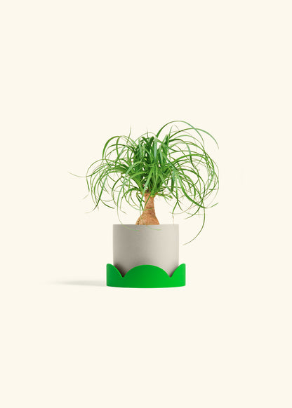 Ponytail Palm in a 4 inches Oat Classic Cylinder Planter in a Shamrock Petal Drip Tray