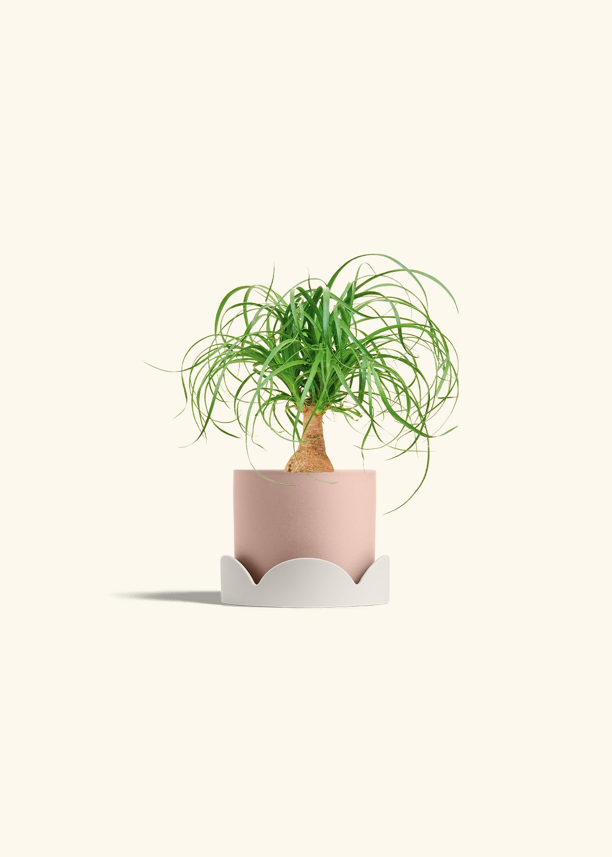 Ponytail Palm in a 4 inches Pink Classic Cylinder Planter in a Oat Petal Drip Tray