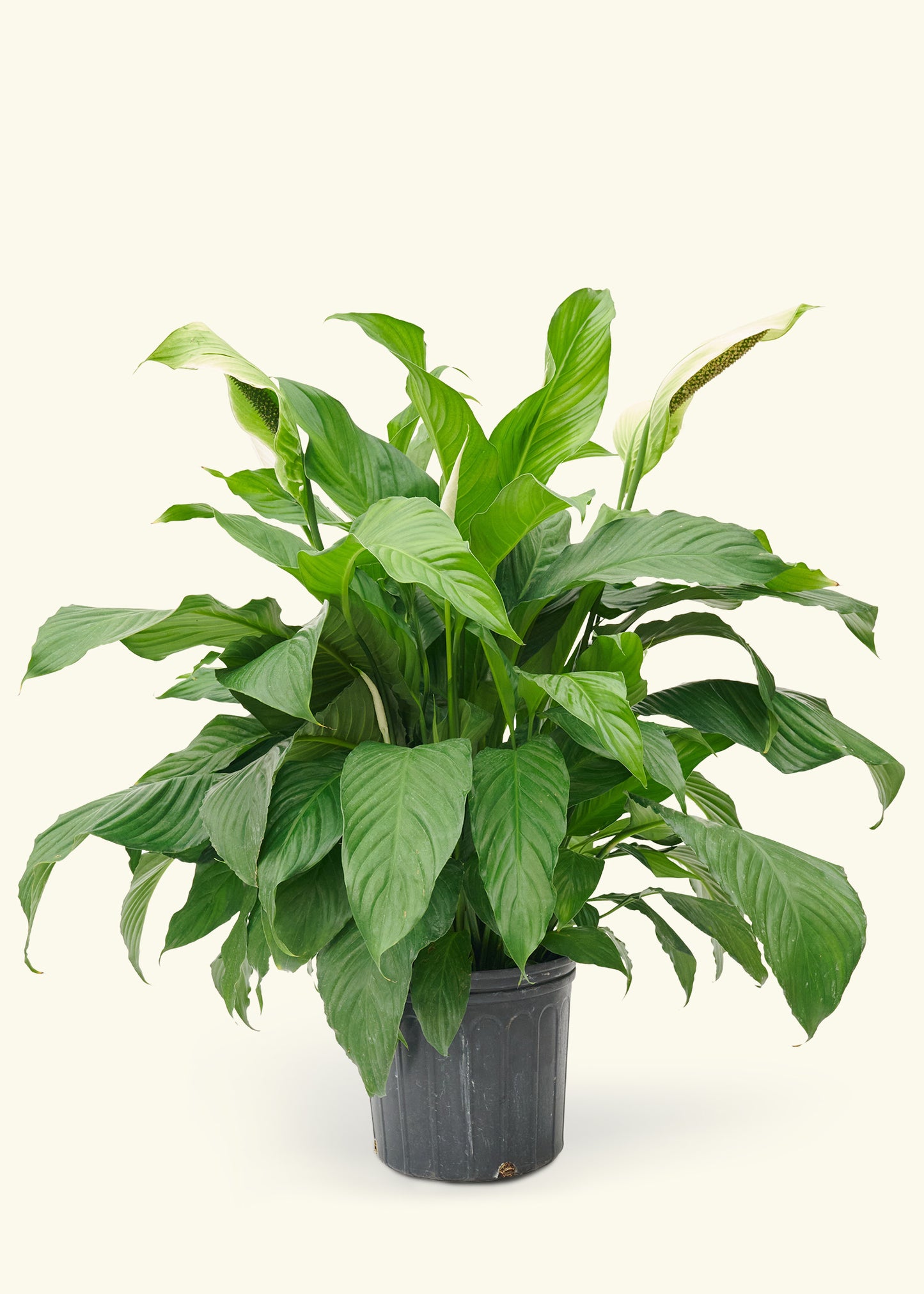 Large Spath Peace Lily (Spathiphyllum wallisii) in a grow pot.