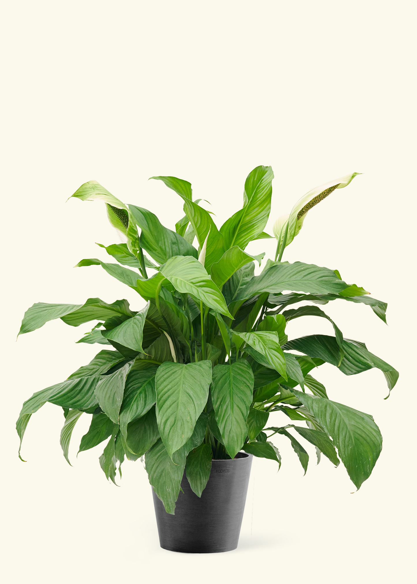 Large Spath Peace Lily (Spathiphyllum wallisii) in a black pot.