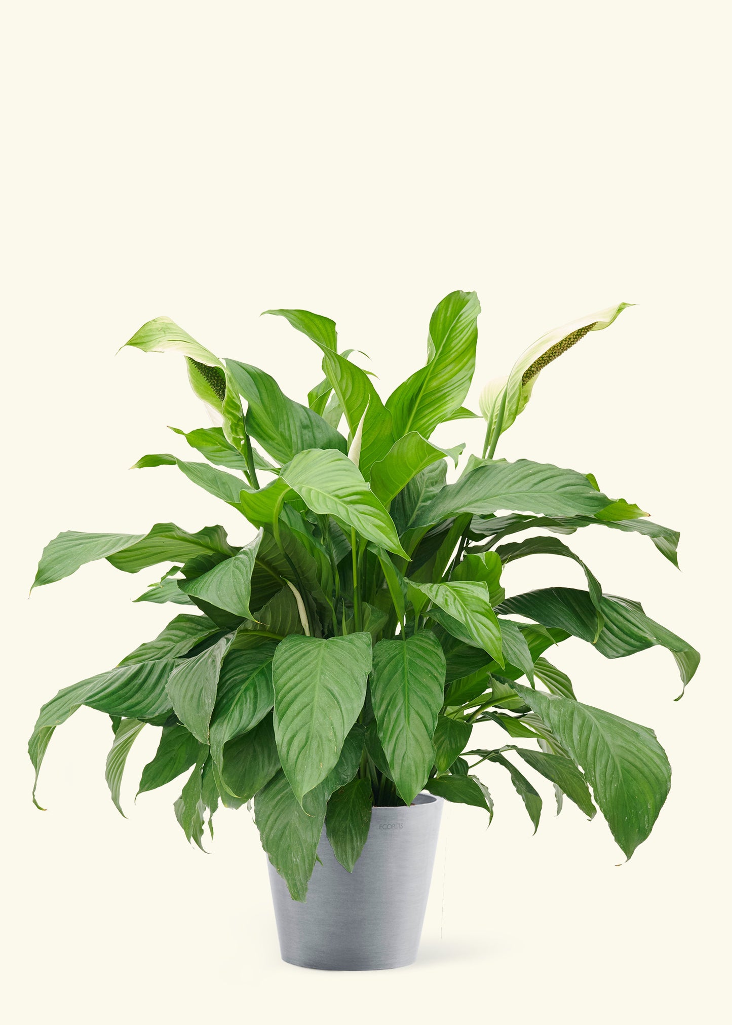 Large Spath Peace Lily (Spathiphyllum wallisii) in a stone/gray pot.