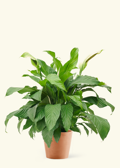 Large Spath Peace Lily (Spathiphyllum wallisii) in a terracotta pot.