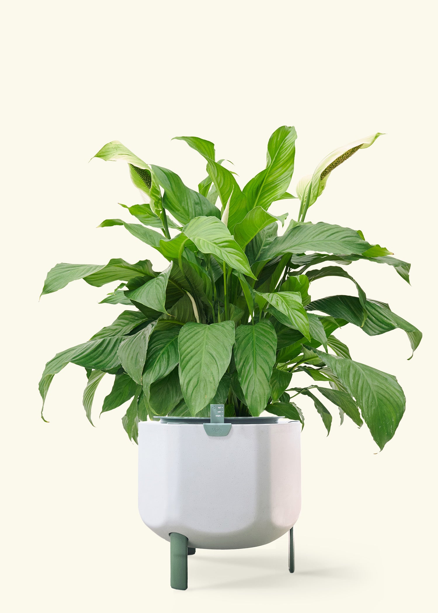 Peace Lily in a 10 inches sage self watering pot