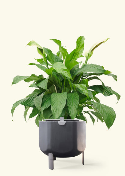 Peace LIly in a 10 inches charcoal self watering pot