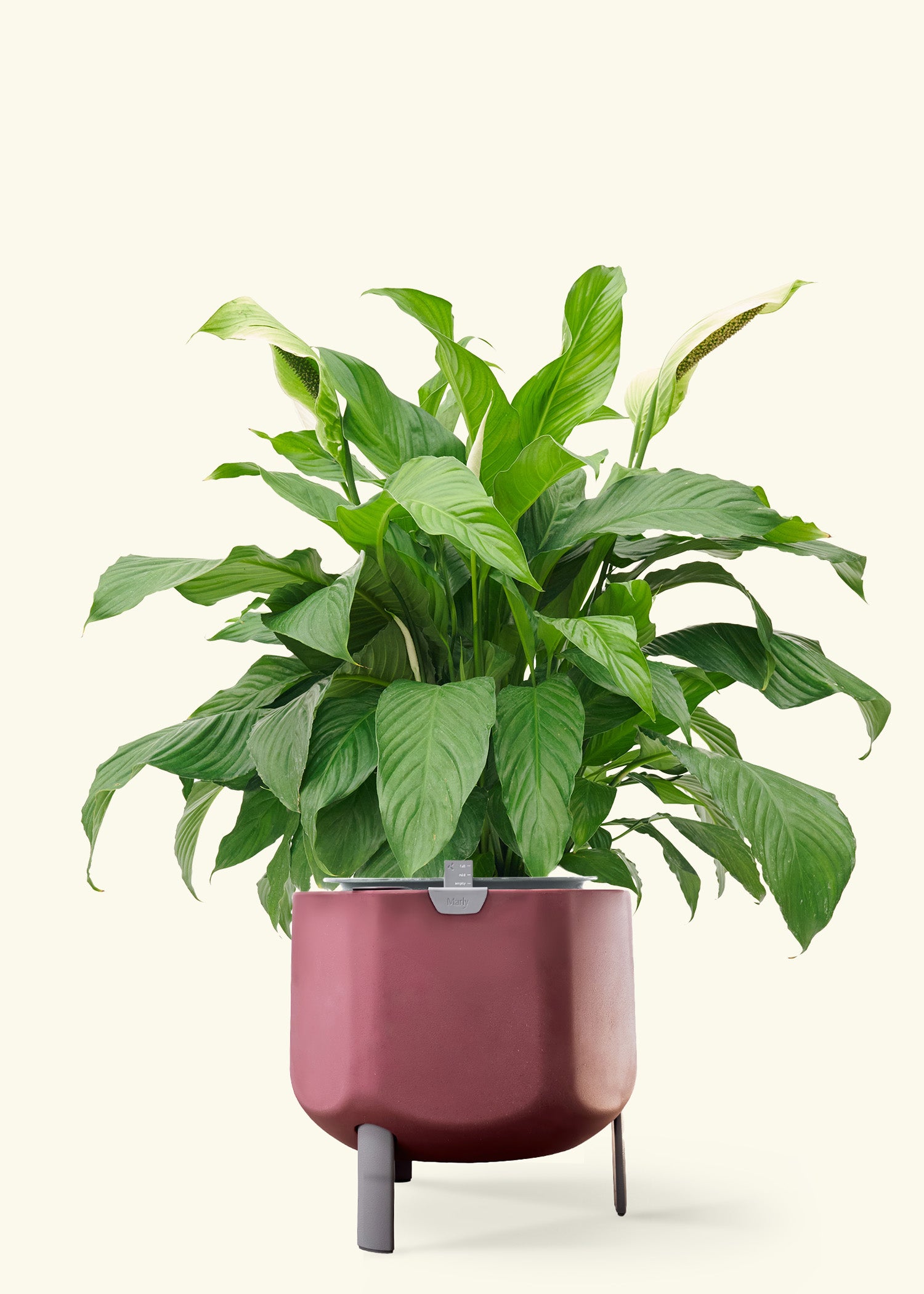 Peace Lily in a 10 inches terracotta self watering pot