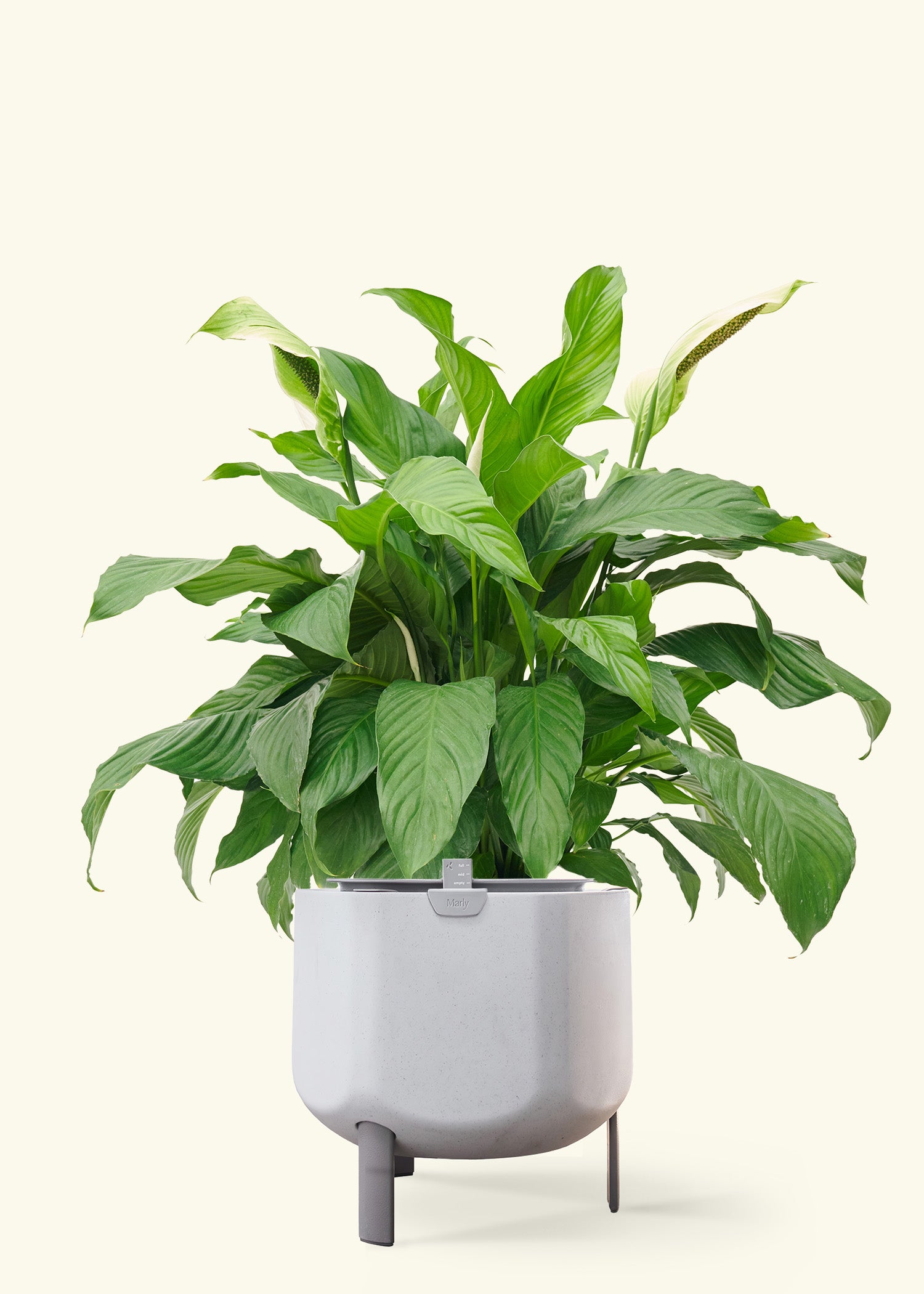 Peace Lily in a 10 inches stone self watering pot