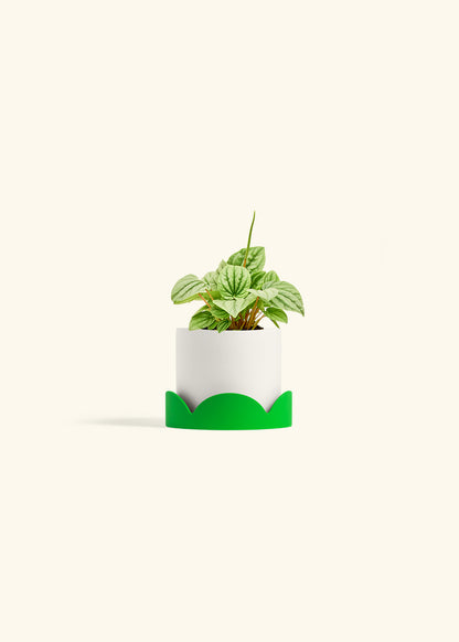 Peperomia Frost in a 4 inches White Classic Cylinder Planter in a Shamrock Petal Drip Tray