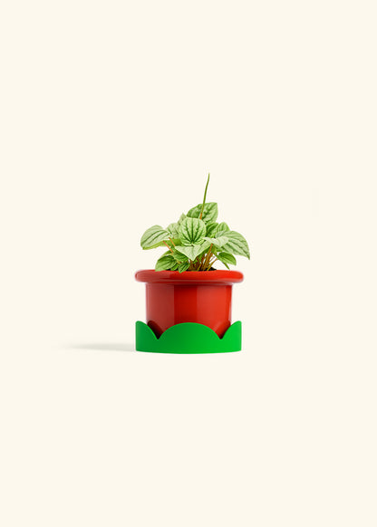 Peperomia Frost in a 4 inches Fat Lip Red Planter in a Shamrock Petal Drip Tray