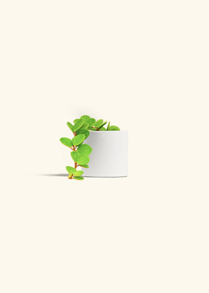 Peperomia Hope in a 4 inches White Classic Cylinder Planter in a Shamrock Petal Drip Tray