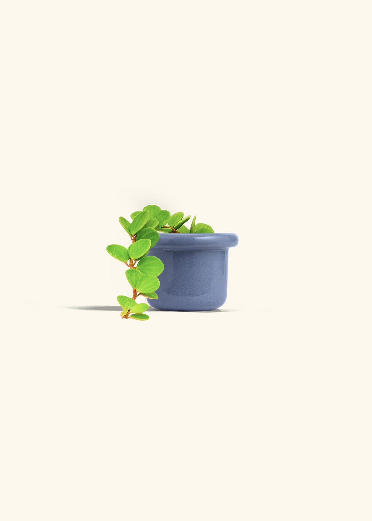 Peperomia Hope in a 4 inches Fat Lip Blue Planter 