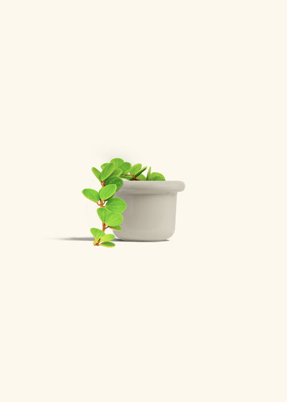 Peperomia Hope in a 4 inches Fat Lip Blue Planter in a Oat Petal Drip Tray