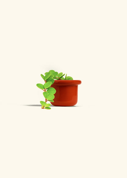 Peperomia Hope in a 4 inches Fat Lip Red Planter in a Oat Petal Drip Tray
