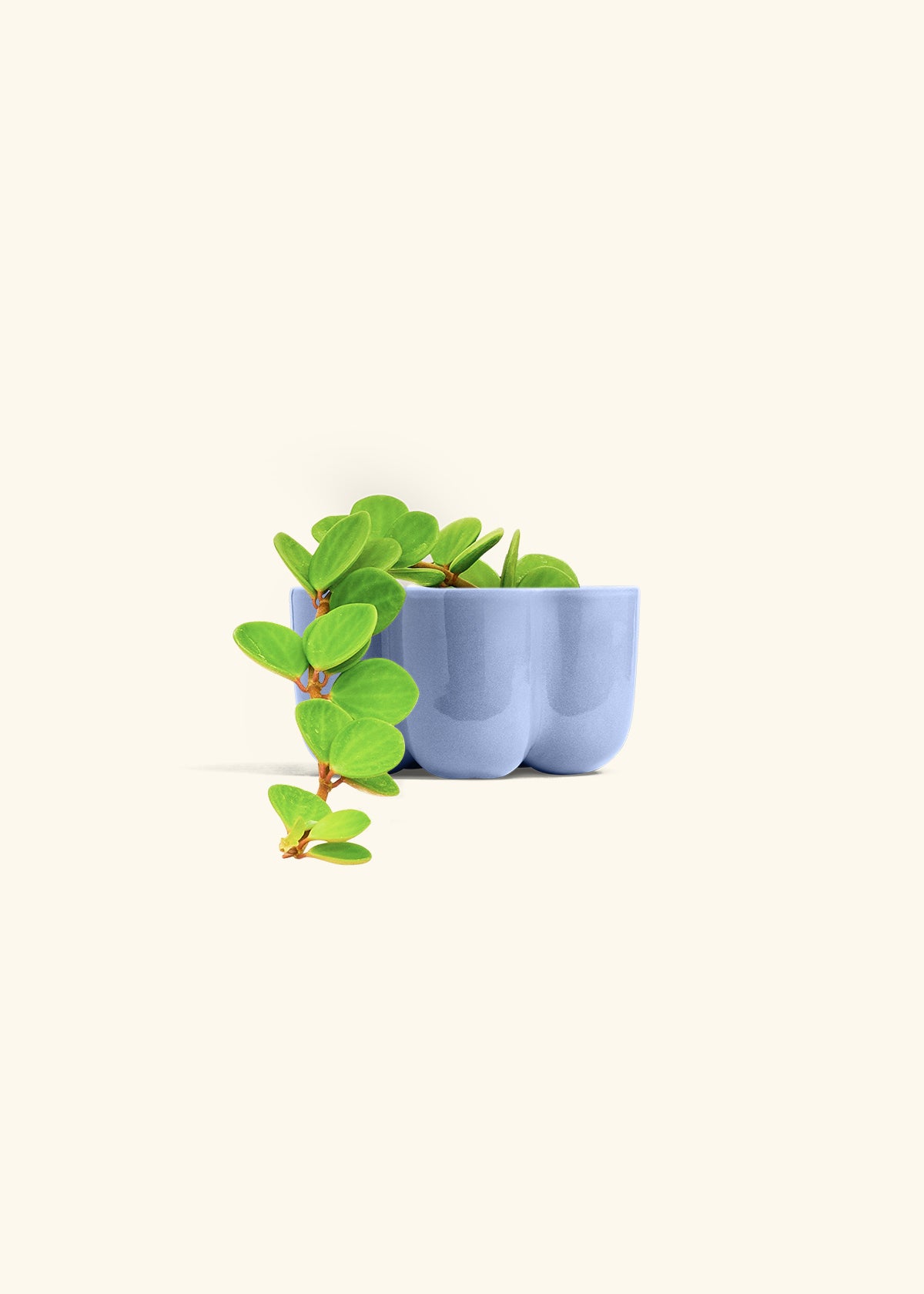 Peperomia Hope in a 4 inches in a Blue Petal Planter