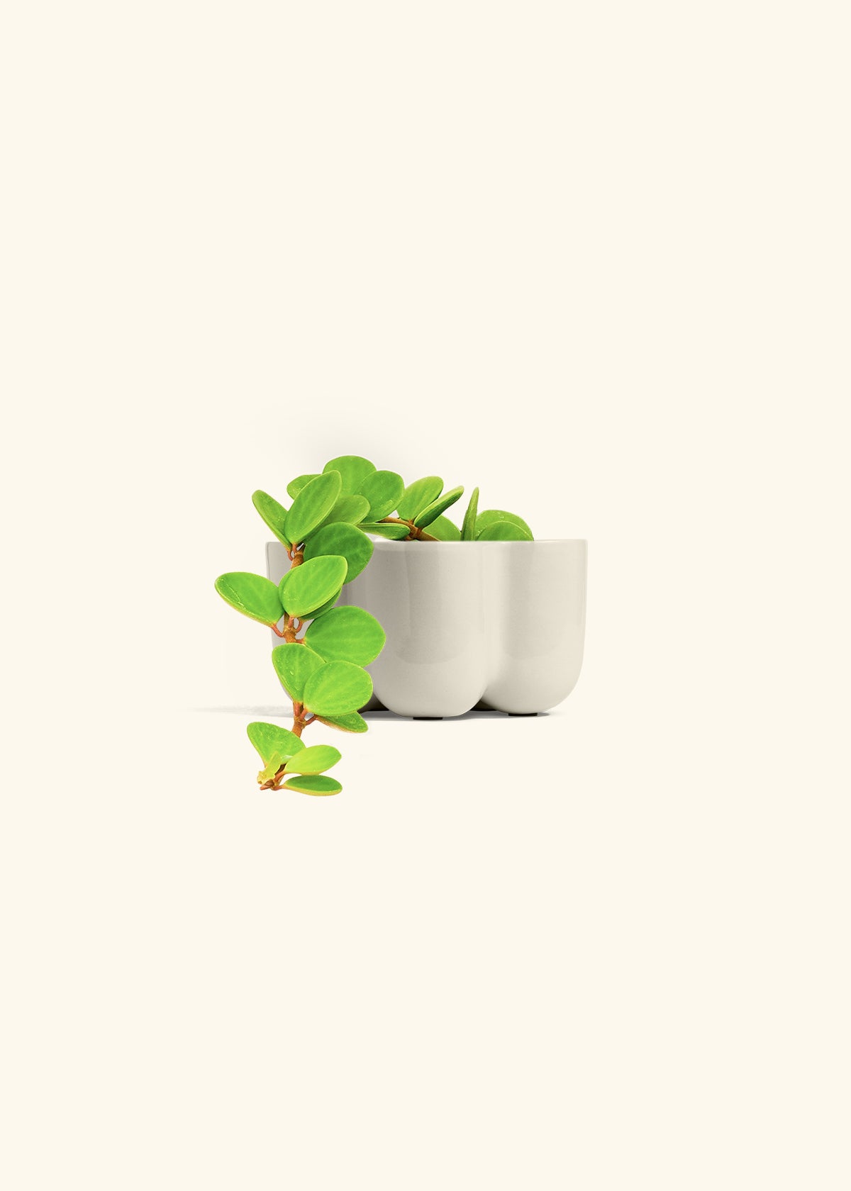 Peperomia Hope in a 4 inches in a Oat Petal Planter