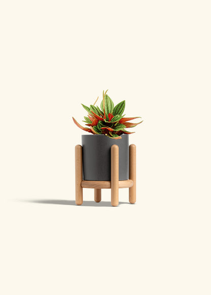 Peperomia Rosso in a 4 inches Charcoal Classic Cylinder Planter in a Beech Wood Stand