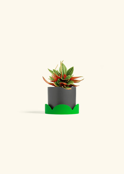 Peperomia Rosso in a 4 inches Charcoal Classic Cylinder Planter in a Shamrock Petal Drip Tray