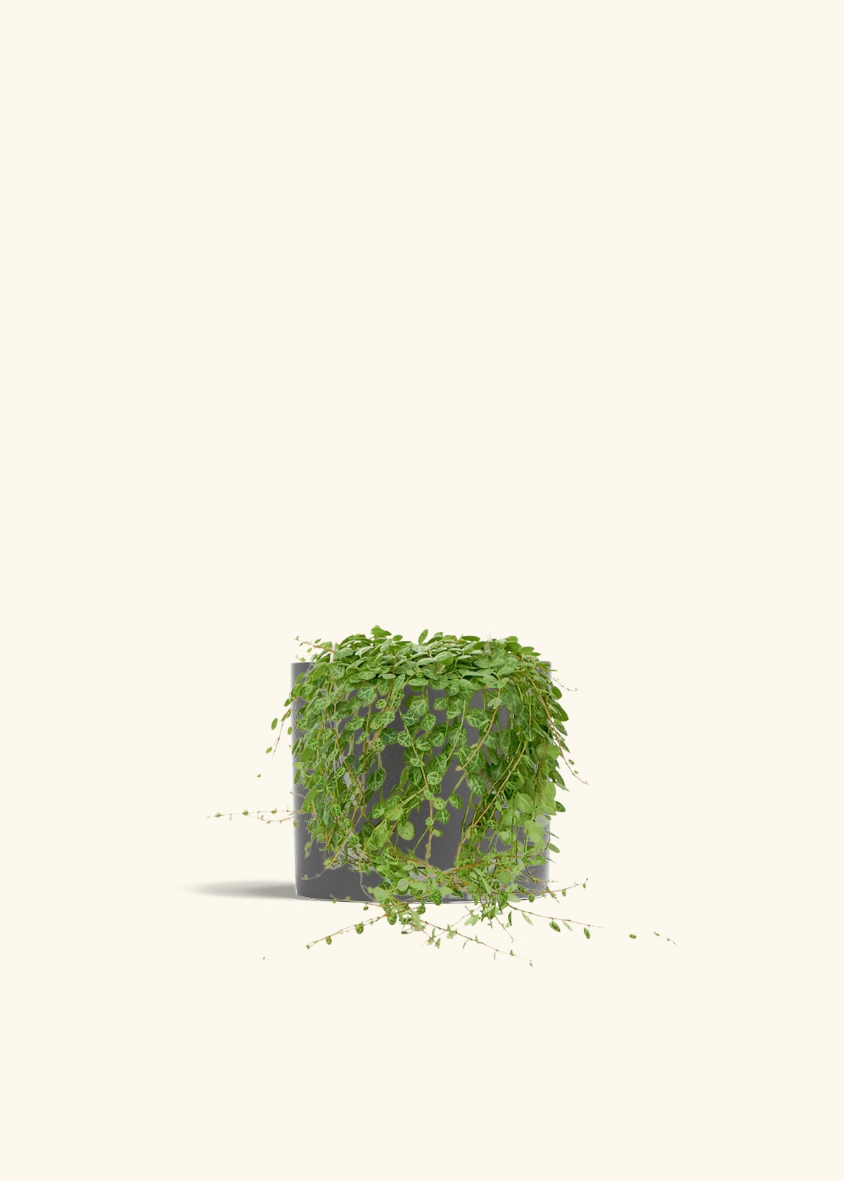 String of Turtles in a 5 inches Charcoal Classic Cylinder Planter 