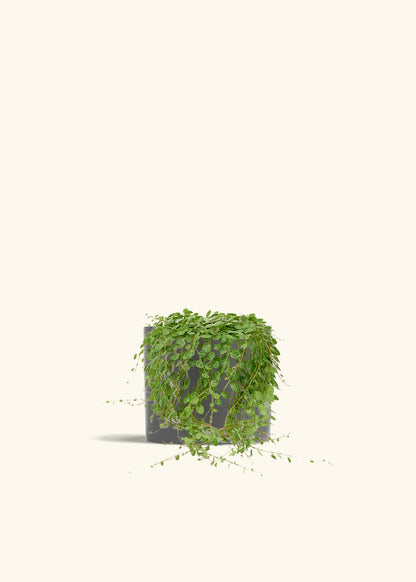 String of Turtles in a 5 inches Charcoal Classic Cylinder Planter 
