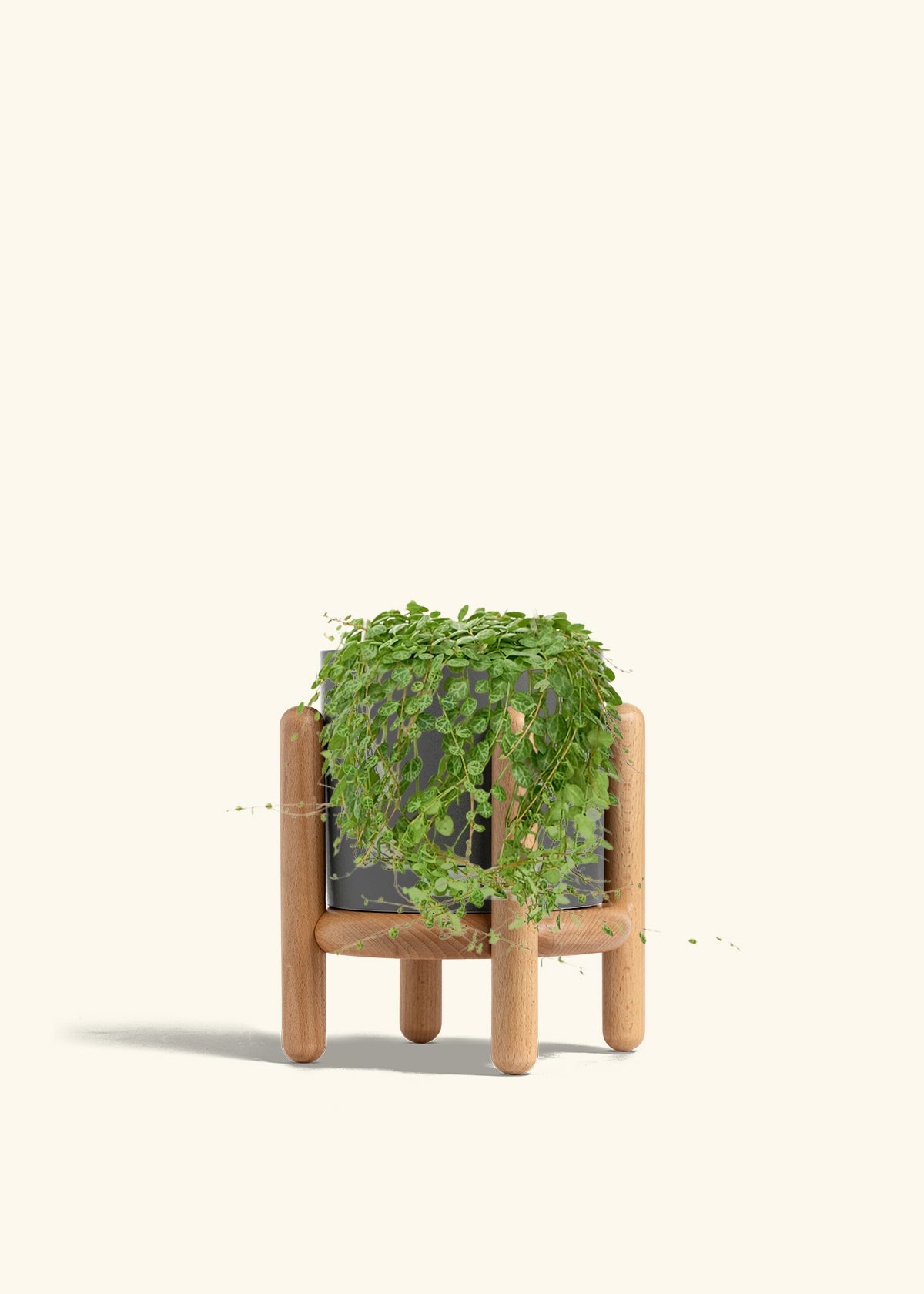 String of Turtles in a 5 inches Charcoal Classic Cylinder Planter in a Beech Wood Stand