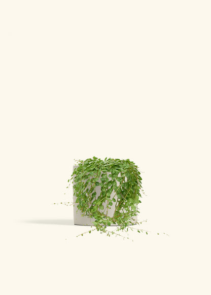 String of Turtles in a 5 inches Oat Classic Cylinder Planter 