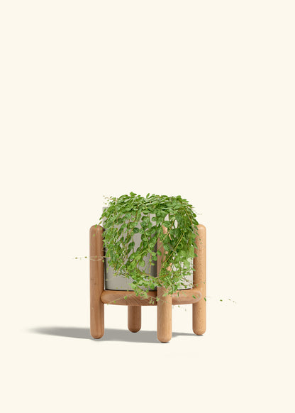String of Turtles in a 5 inches Oat Classic Cylinder Planter in a Beech Wood Stand