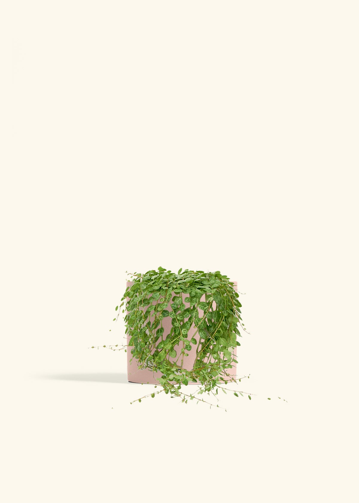 String of Turtles in a 5 inches Pink Classic Cylinder Planter 