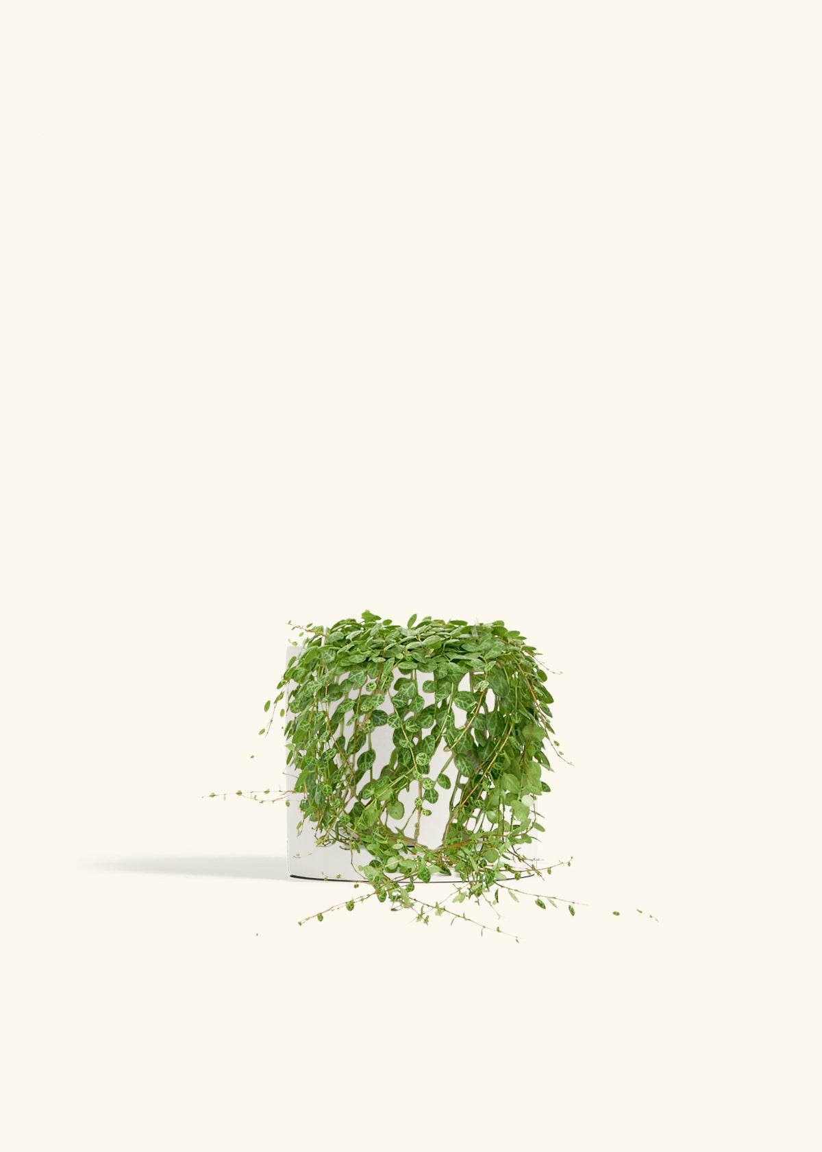 String of Turtles in a 5 inches White Classic Cylinder Planter 