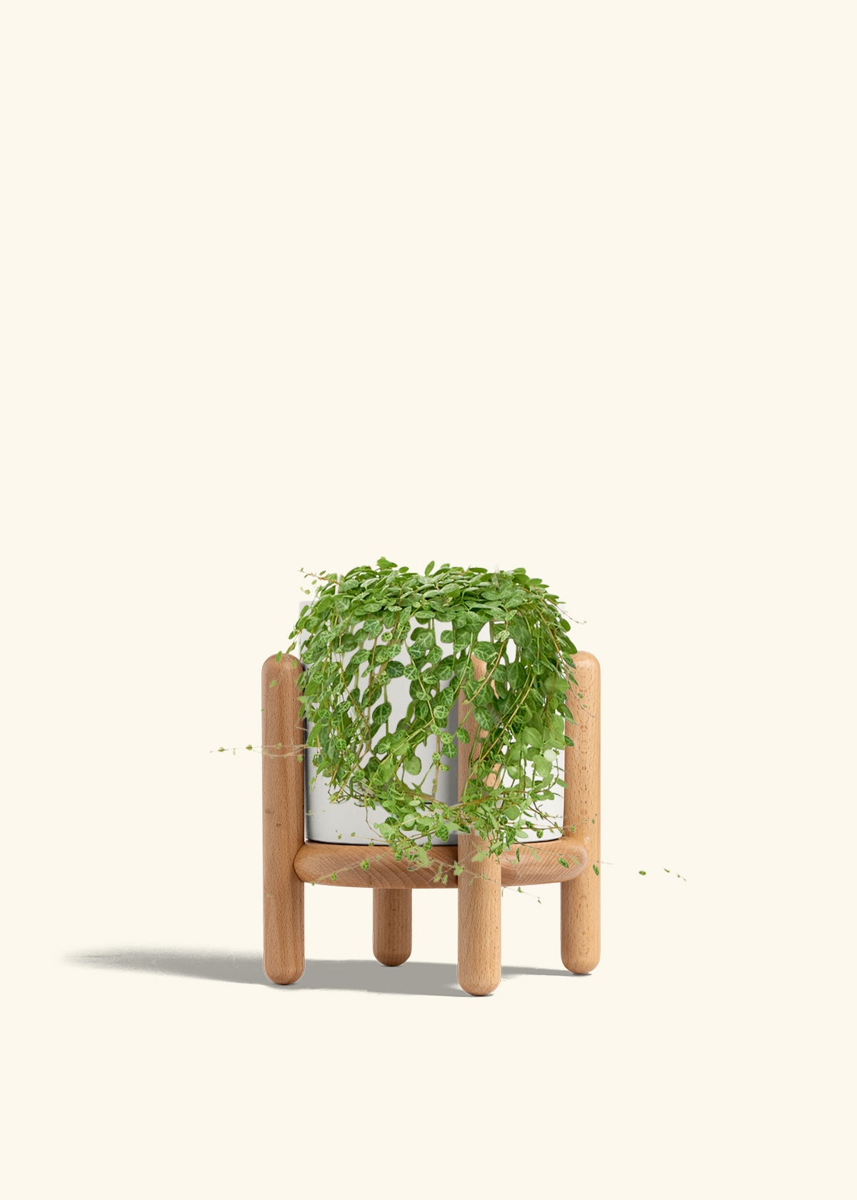 String of Turtles in a 5 inches White Classic Cylinder Planter in a Beech Wood Stand