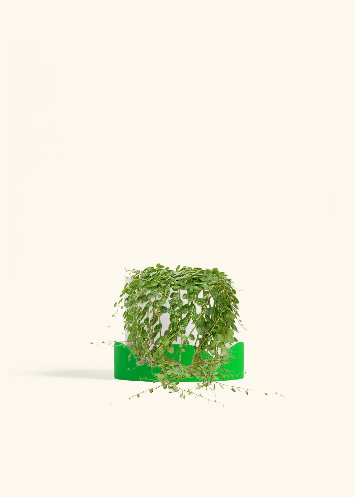 String of Turtles in a 5 inches White Classic Cylinder Planter in a Shamrock Petal Drip Tray