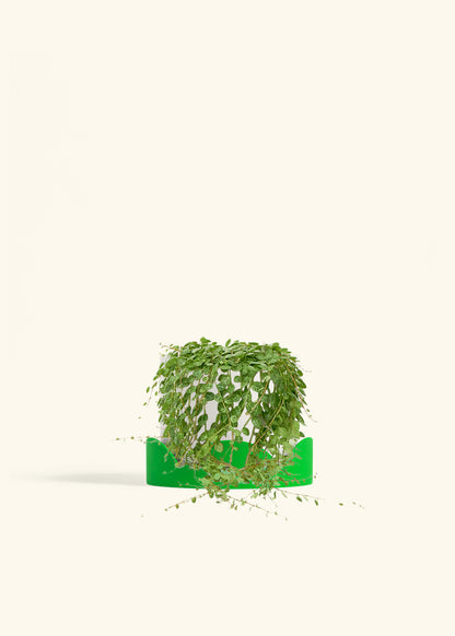 String of Turtles in a 5 inches White Classic Cylinder Planter in a Shamrock Petal Drip Tray