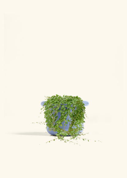 String of Turtles in a 5 inches Fat Lip Blue Planter 