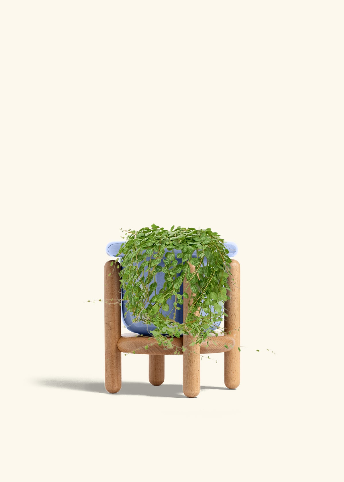 String of Turtles in a 5 inches Fat Lip Blue Planter in a Beech Wood Stand