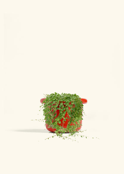 String of Turtles in a 5 inches Fat Lip Red Planter 