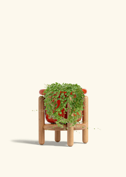 String of Turtles in a 5 inches Fat Lip Red Planter in a Beech Wood Stand