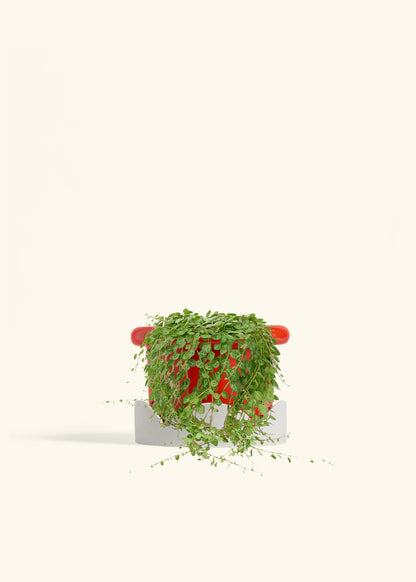 String of Turtles in a 5 inches Fat Lip Red Planter in a Oat Petal Drip Tray