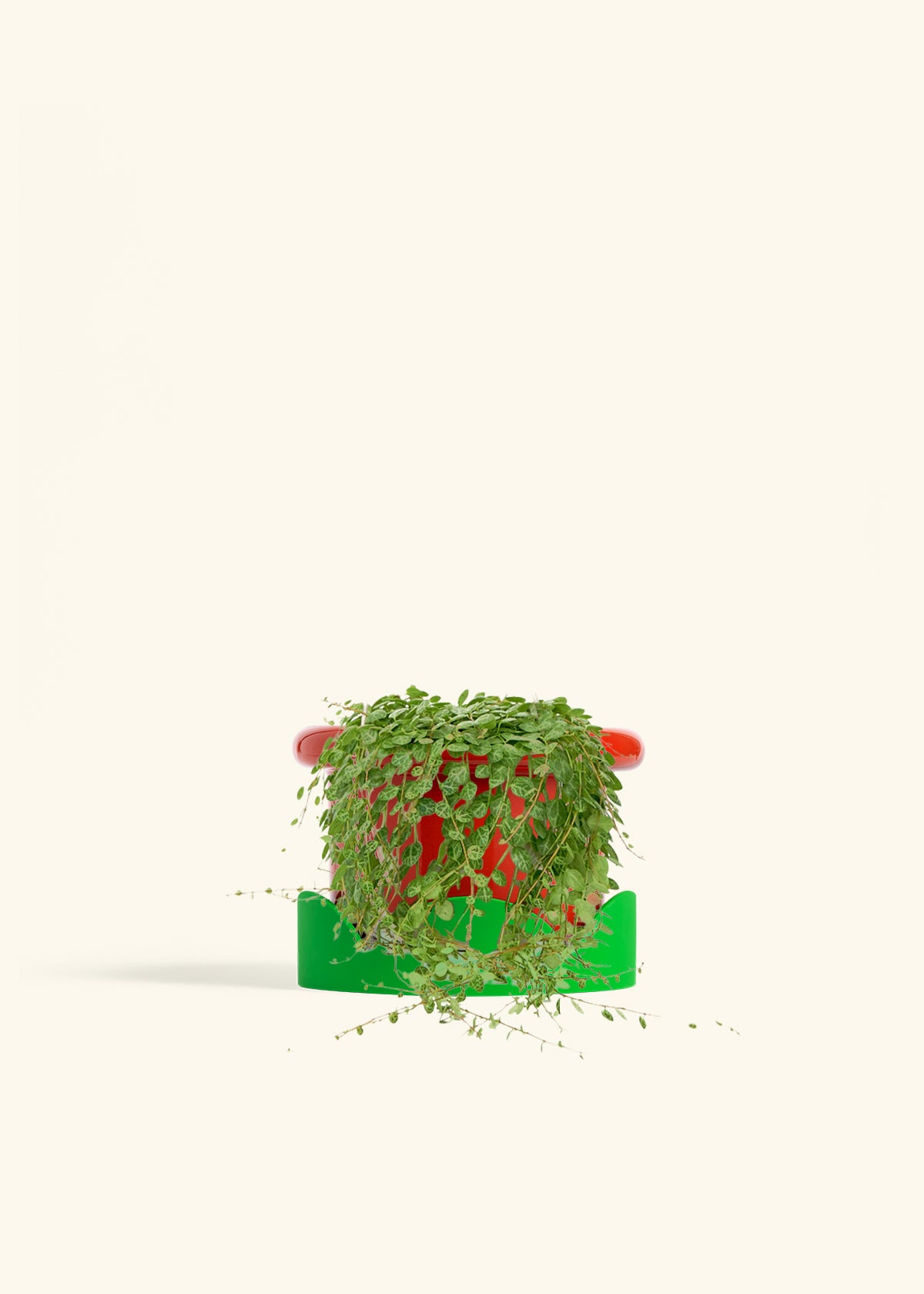 String of Turtles in a 5 inches Fat Lip Red Planter in a Shamrock Petal Drip Tray