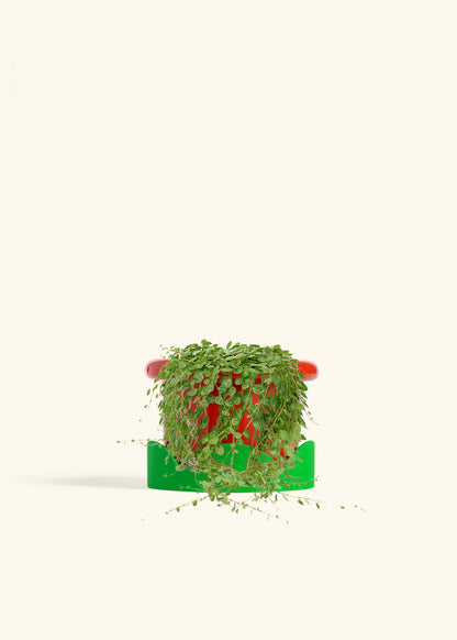 String of Turtles in a 5 inches Fat Lip Red Planter in a Shamrock Petal Drip Tray