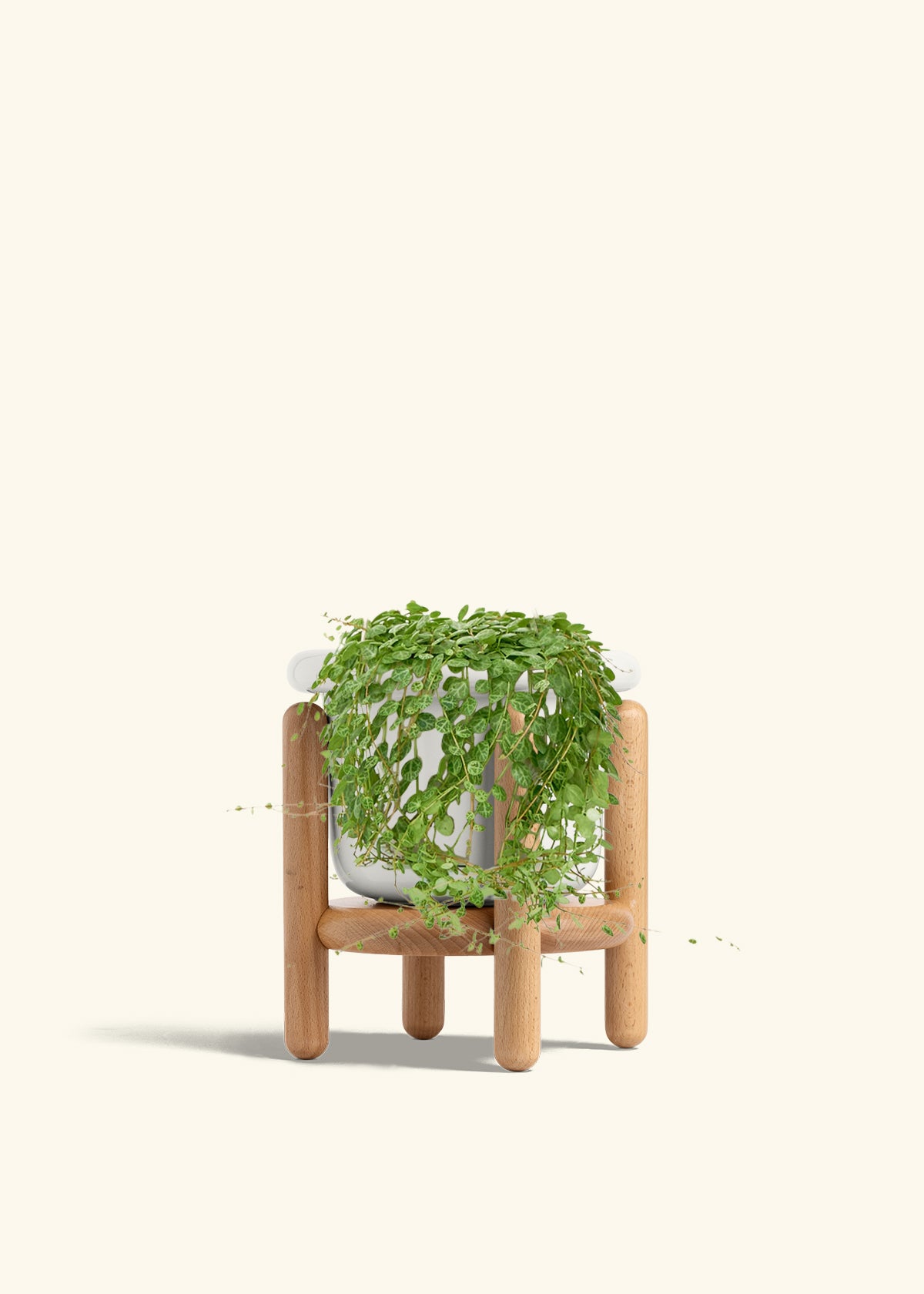 String of Turtles in a 5 inches Fat Lip White Planter in a Beech Wood Stand