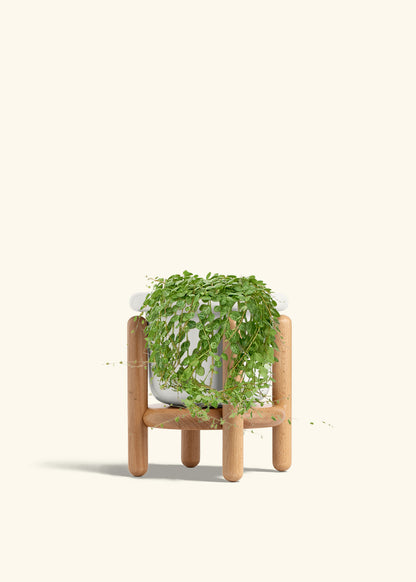 String of Turtles in a 5 inches Fat Lip White Planter in a Beech Wood Stand