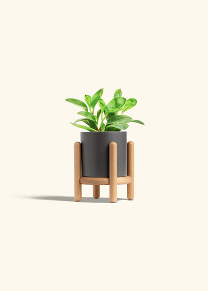 Baby Rubber Plant in a 4 inches Charcoal Classic Cylinder Planter in a Beech Wood Stand