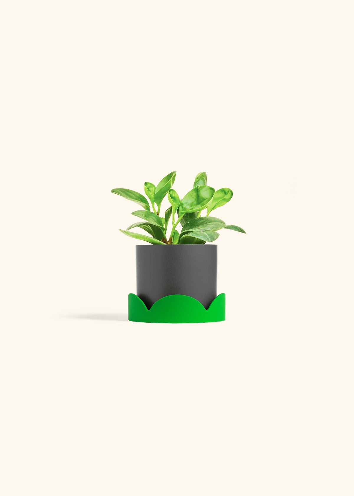 Baby Rubber Plant in a 4 inches Charcoal Classic Cylinder Planter in a Shamrock Petal Drip Tray