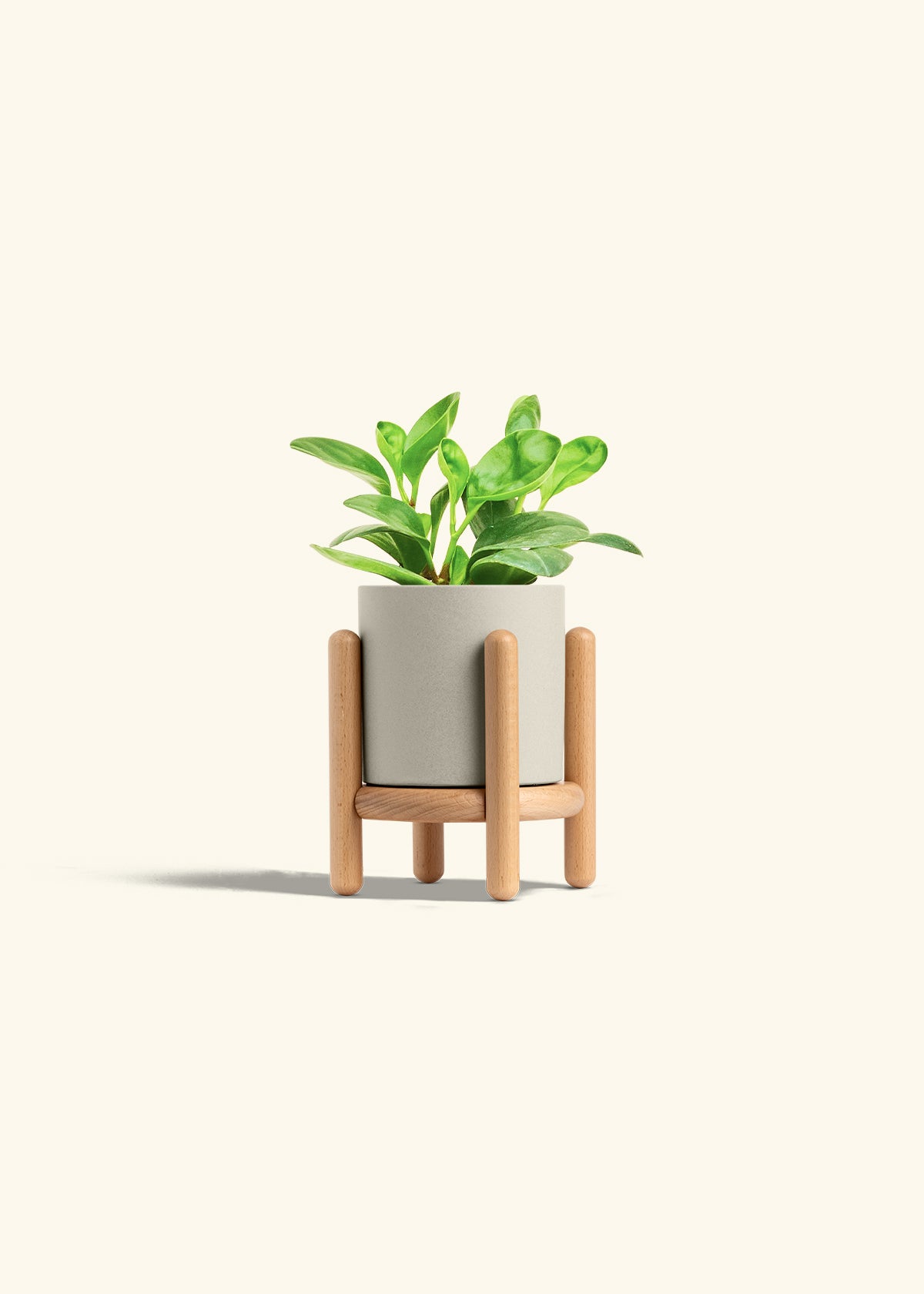 Baby Rubber Plant in a 4 inches Oat Classic Cylinder Planter in a Beech Wood Stand