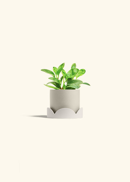 Baby Rubber Plant in a 4 inches Oat Classic Cylinder Planter in a Oat Petal Drip Tray