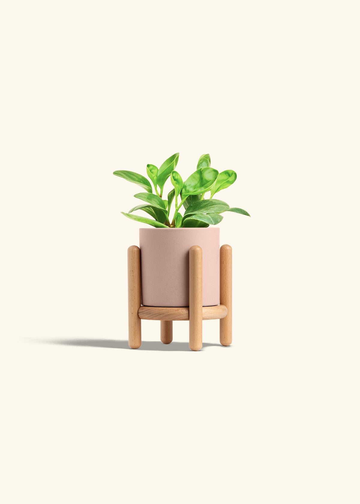 Baby Rubber Plant in a 4 inches Pink Classic Cylinder Planter in a Beech Wood Stand