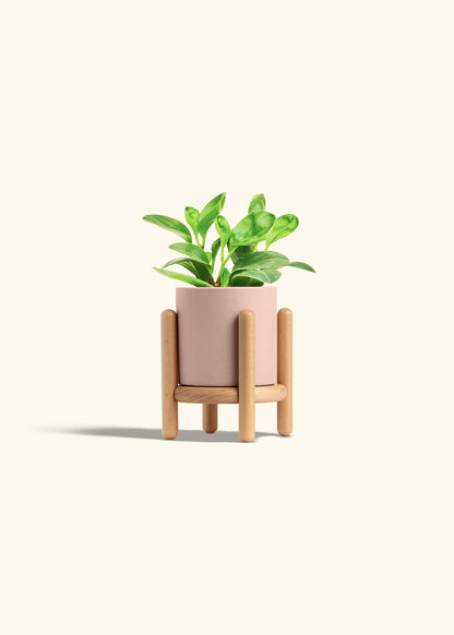 Baby Rubber Plant in a 4 inches Pink Classic Cylinder Planter in a Beech Wood Stand
