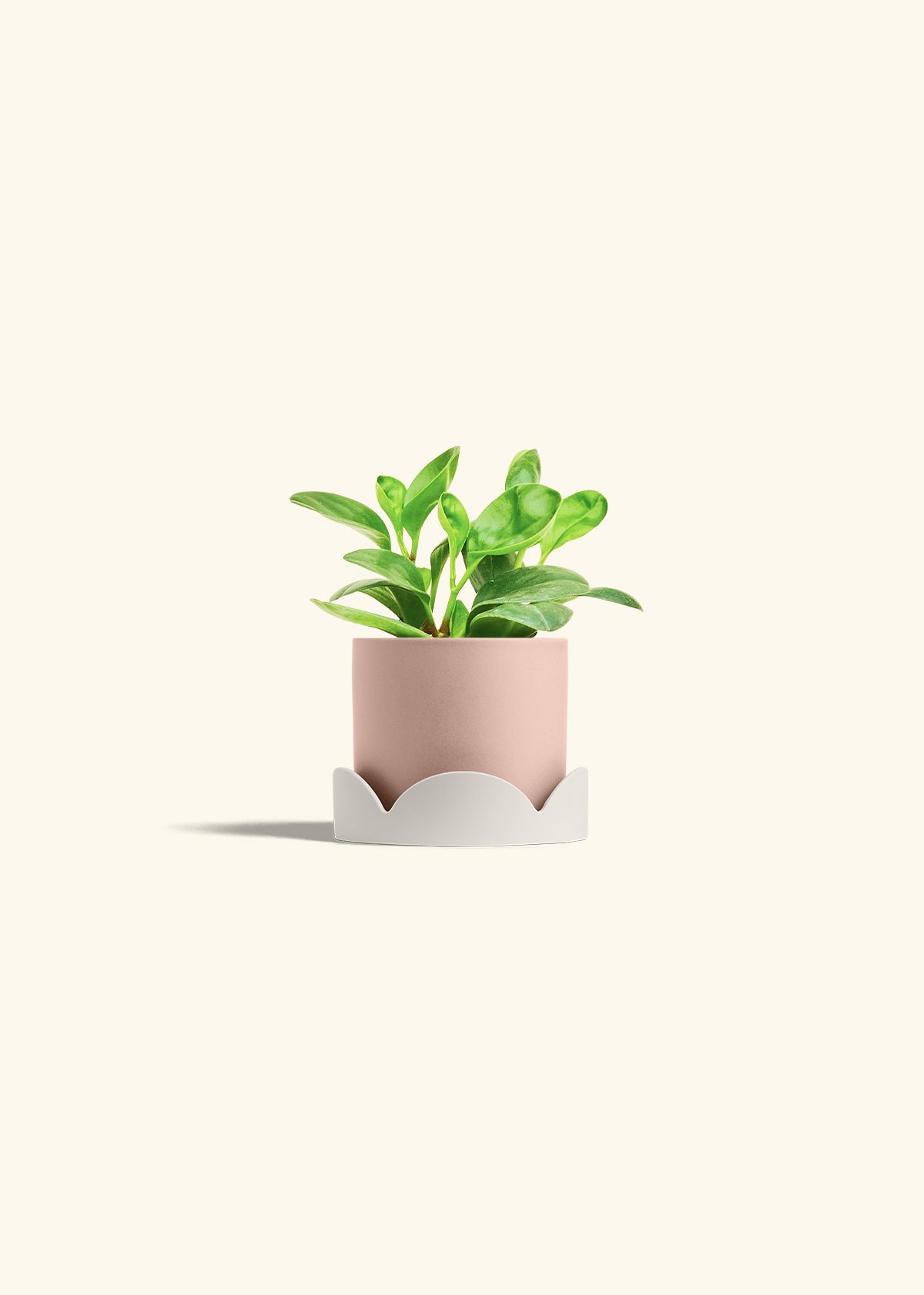 Baby Rubber Plant in a 4 inches Pink Classic Cylinder Planter in a Oat Petal Drip Tray