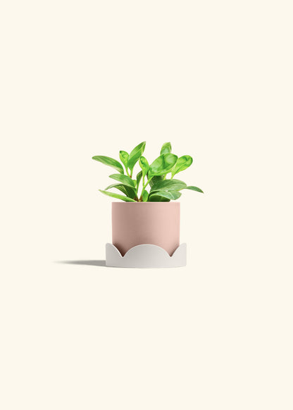 Baby Rubber Plant in a 4 inches Pink Classic Cylinder Planter in a Oat Petal Drip Tray